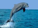 dauphins